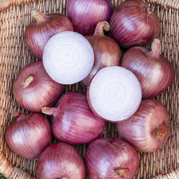 Rosa di Milano Onion
