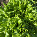 Head Lettuce, Green Batavia