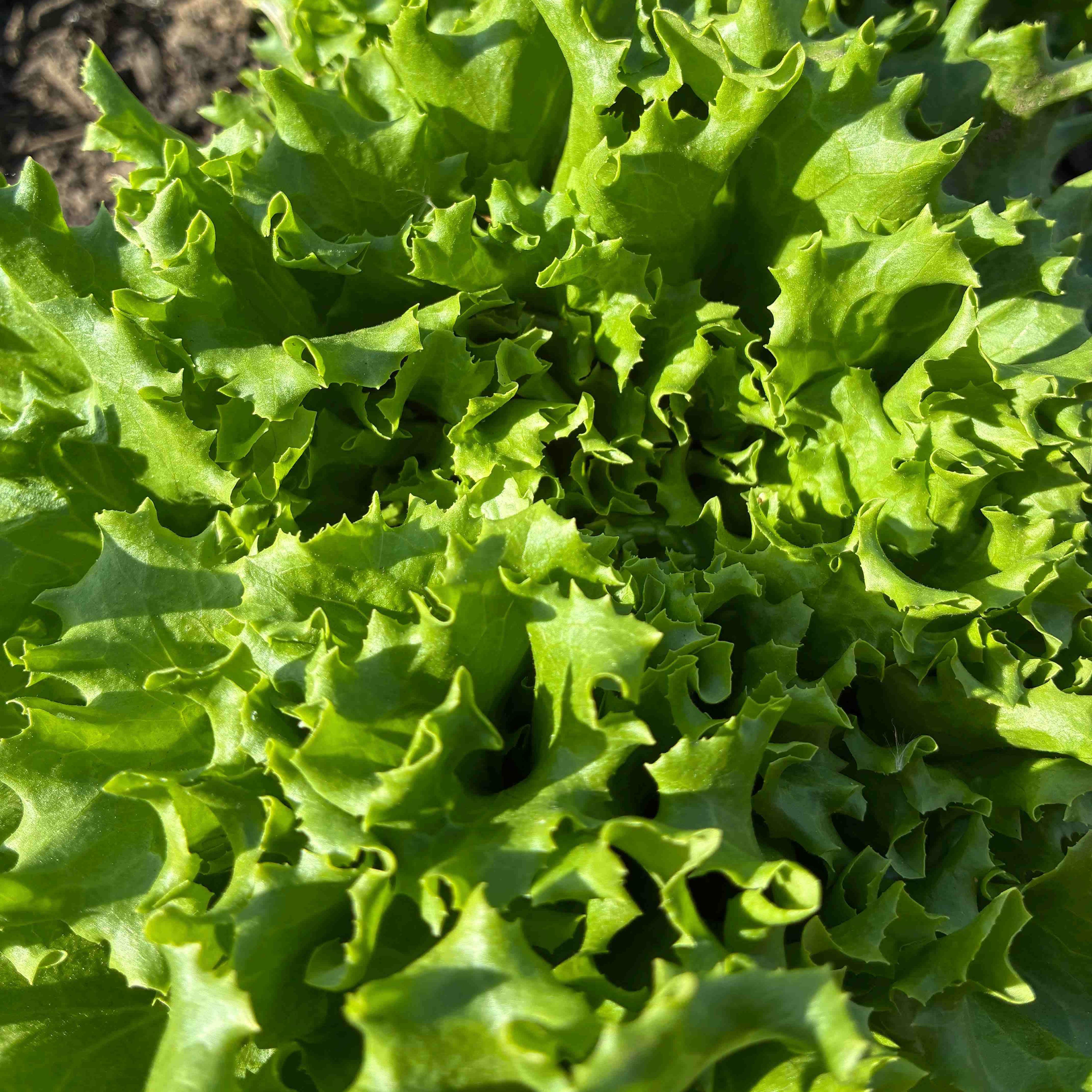 Head Lettuce, Green Batavia