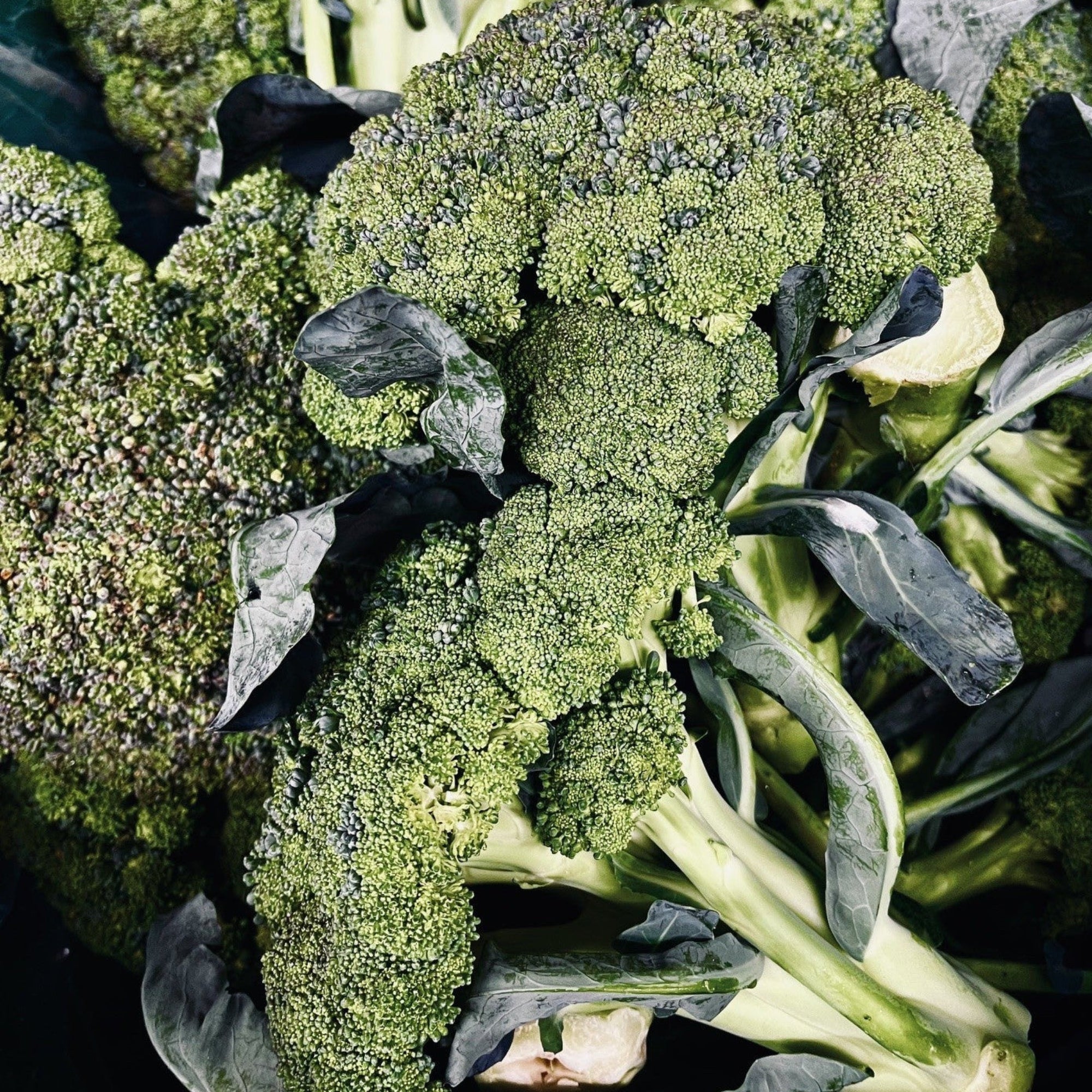 Broccoli