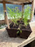 Garden Starts, Herbs, Dill