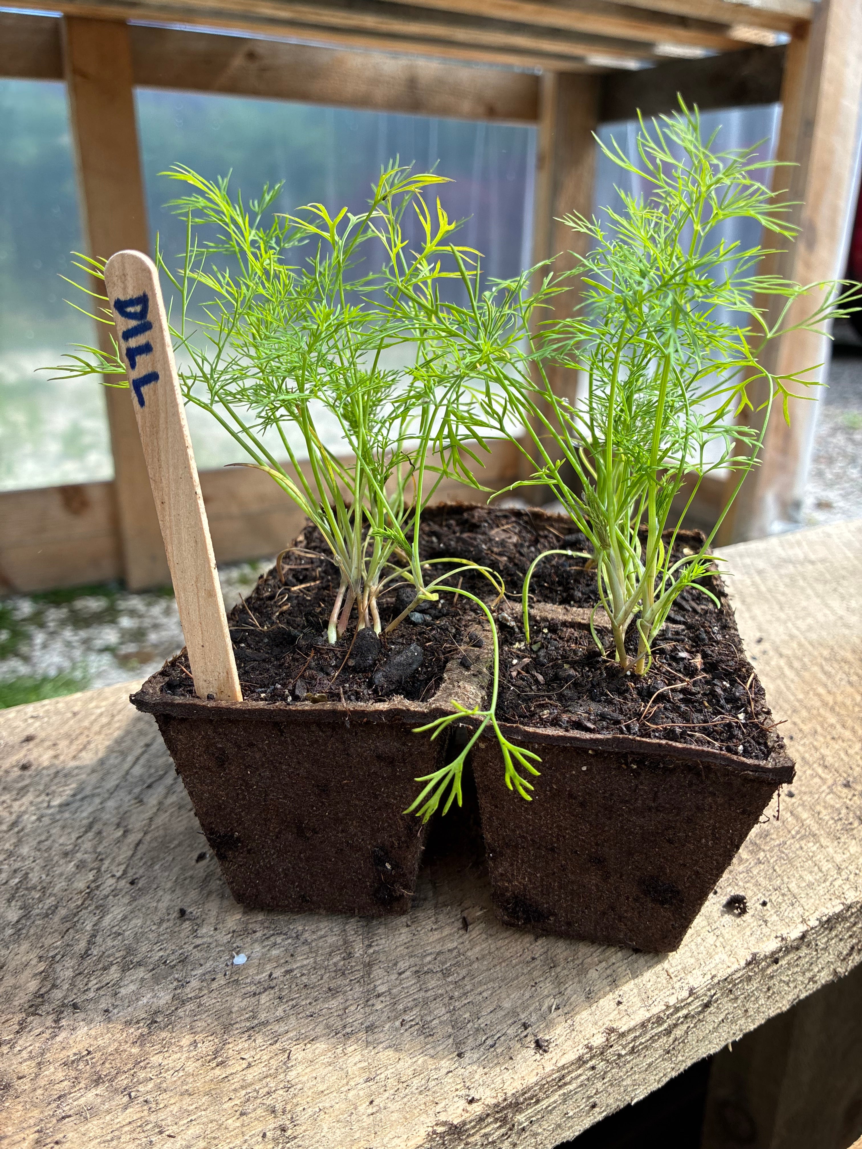 Garden Starts, Herbs, Dill