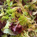 Crunchy Lettuce Mix