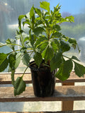 Garden Starts, Dahlias