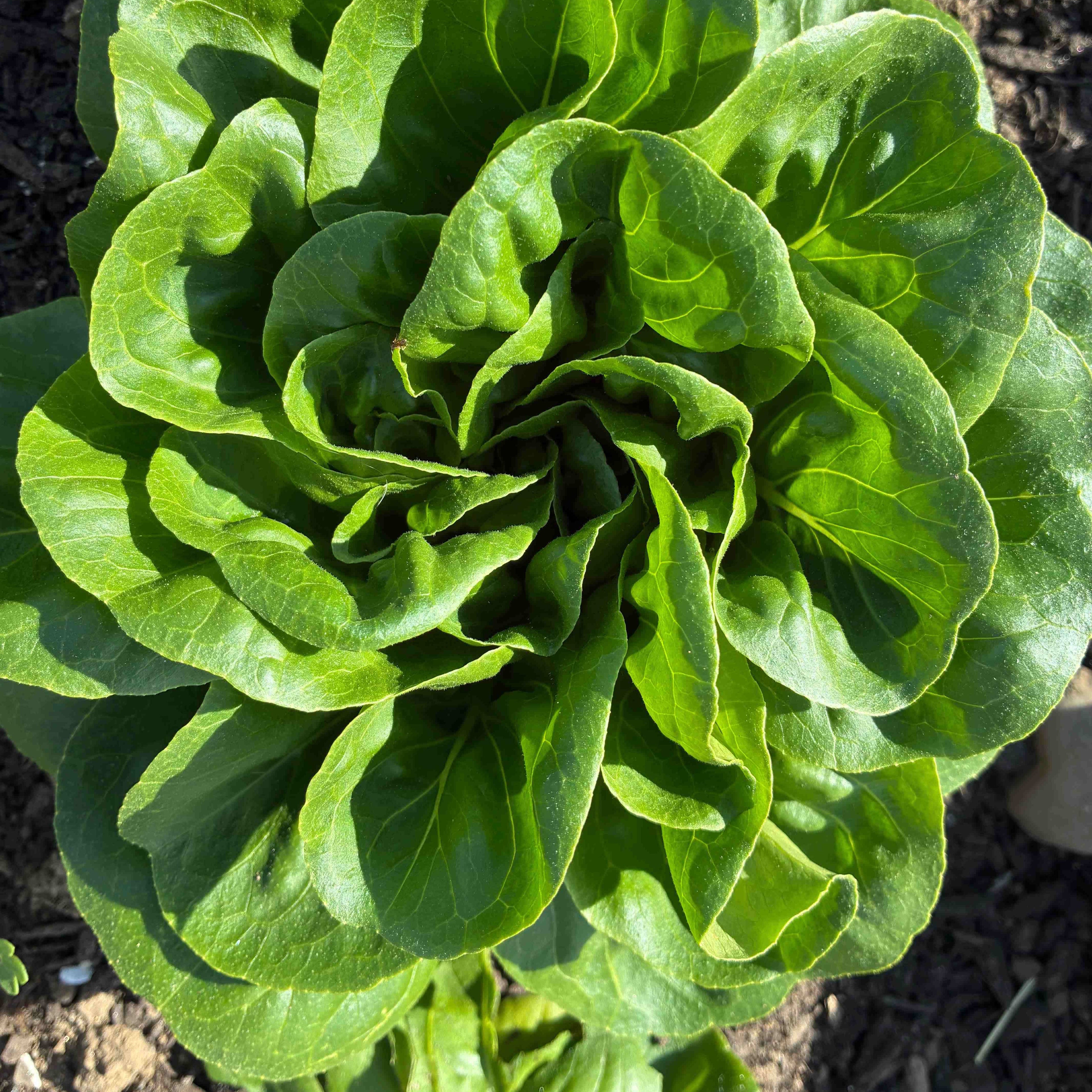 Head Lettuce, Green Butterhead