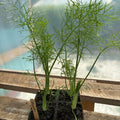 Garden Starts, Herbs, Fennel