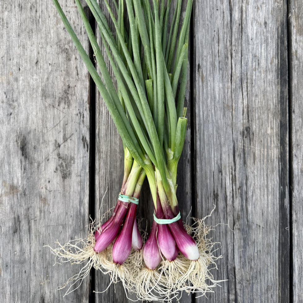 Spring Onions