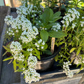 Garden Starts, Gift Potted Mix