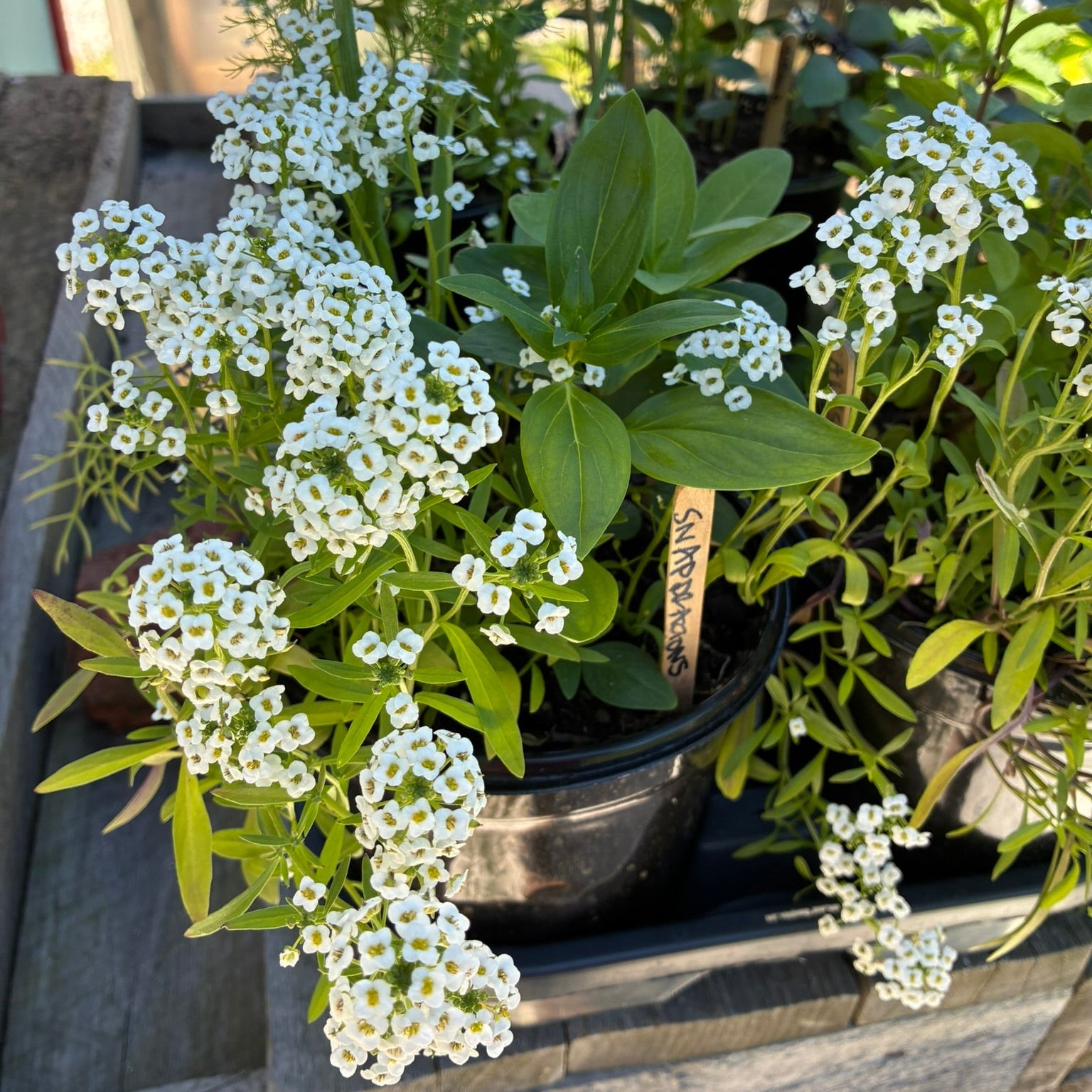Garden Starts, Gift Potted Mix