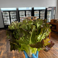 Red Head Lettuce, Organic