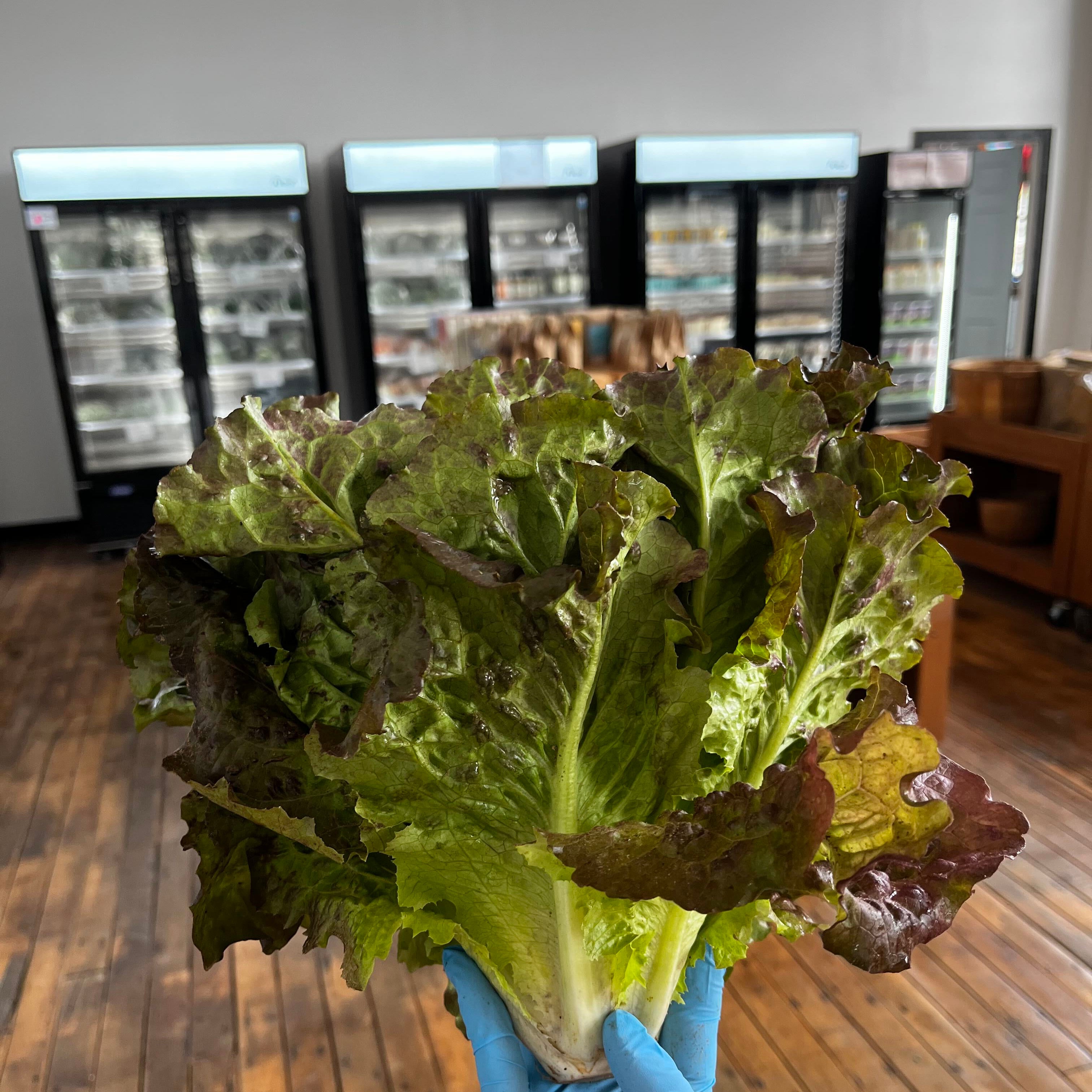 Red Head Lettuce, Organic