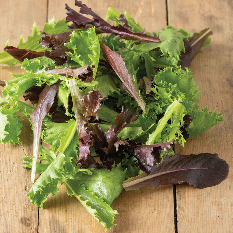 Oak Leaf Lettuce Blend