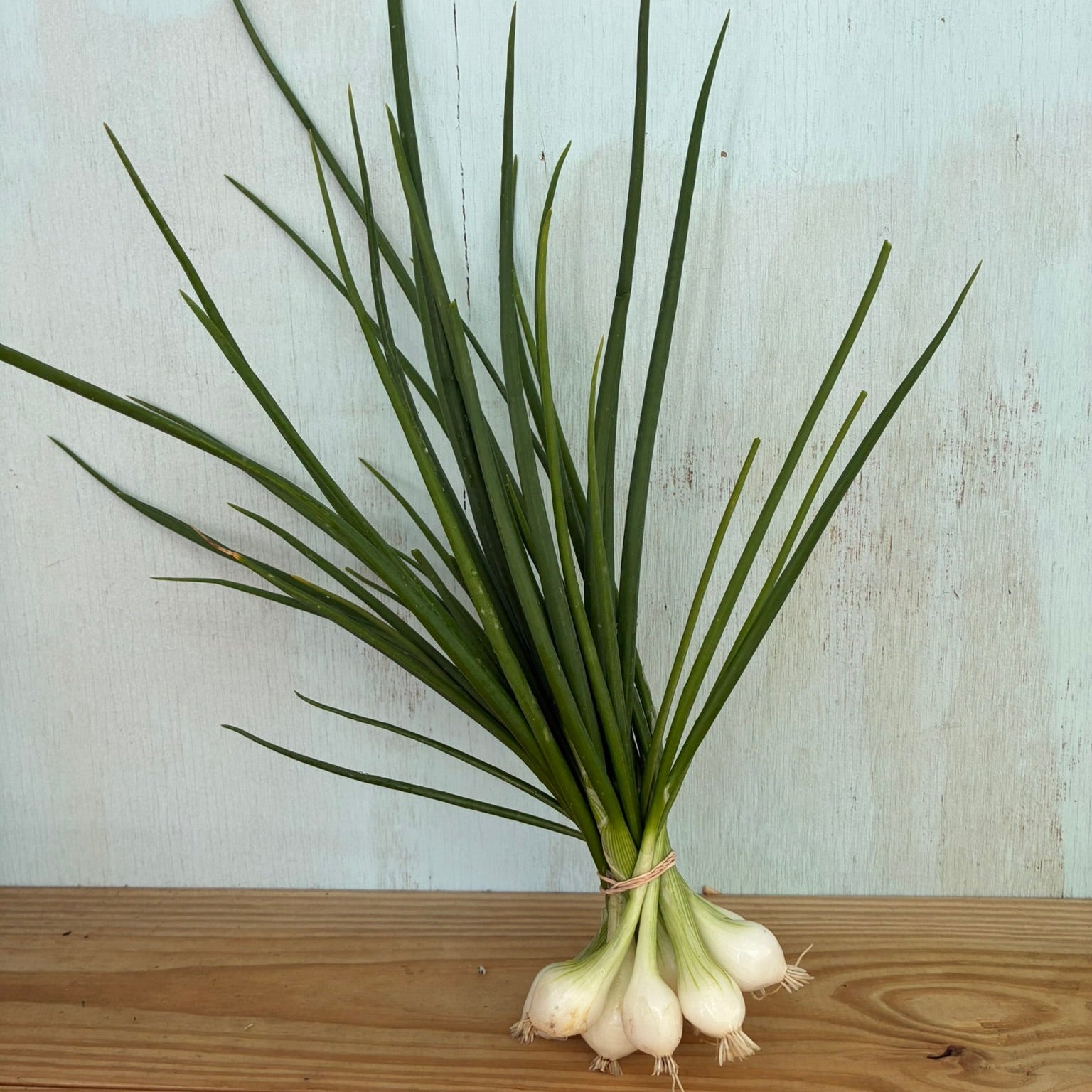 Pearl Onions, Green, Bunch