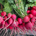 Red Radish