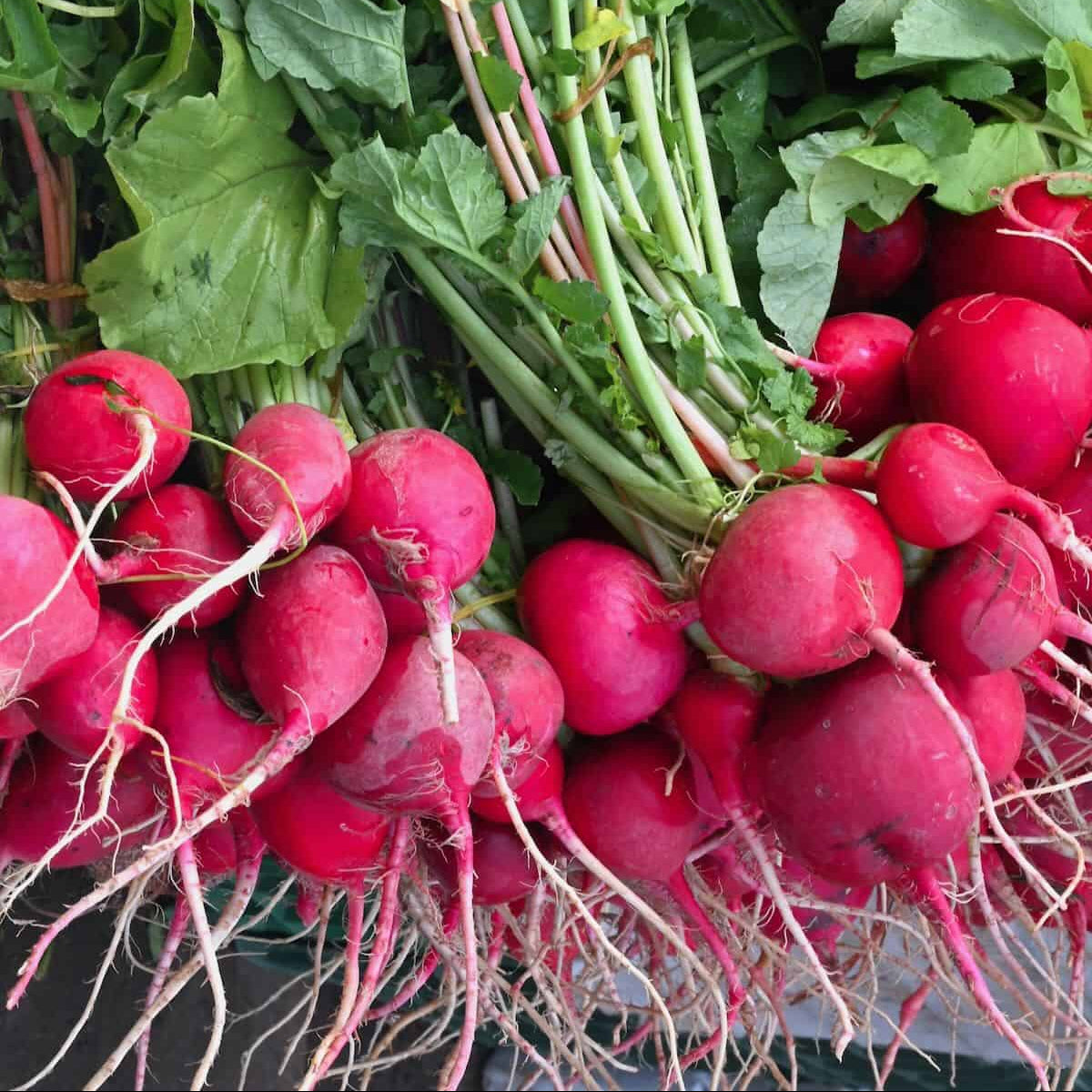 Red Radish