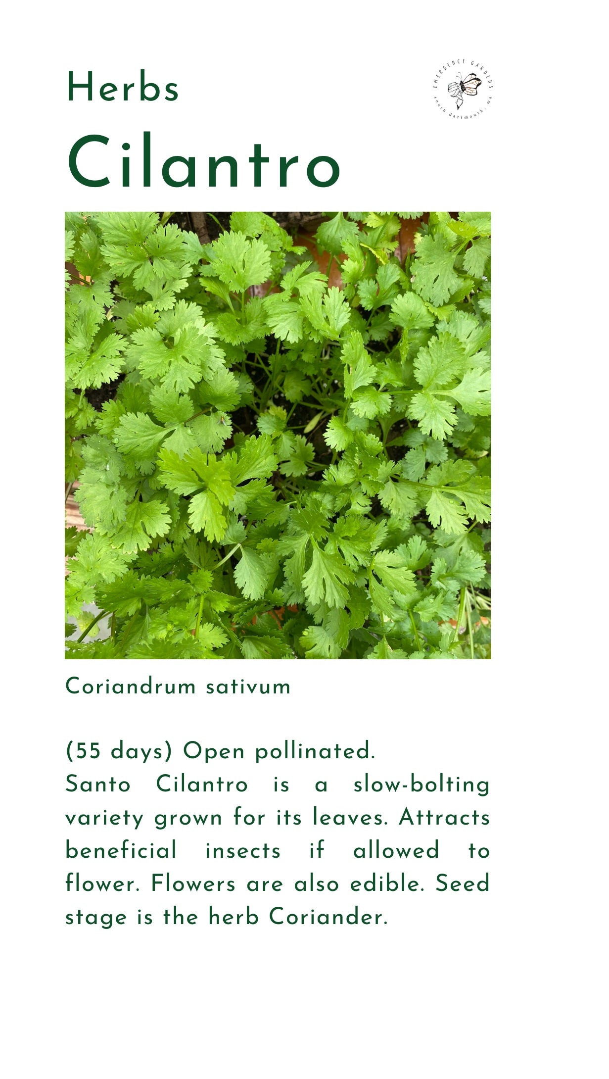 Seeds, Local, Cilantro