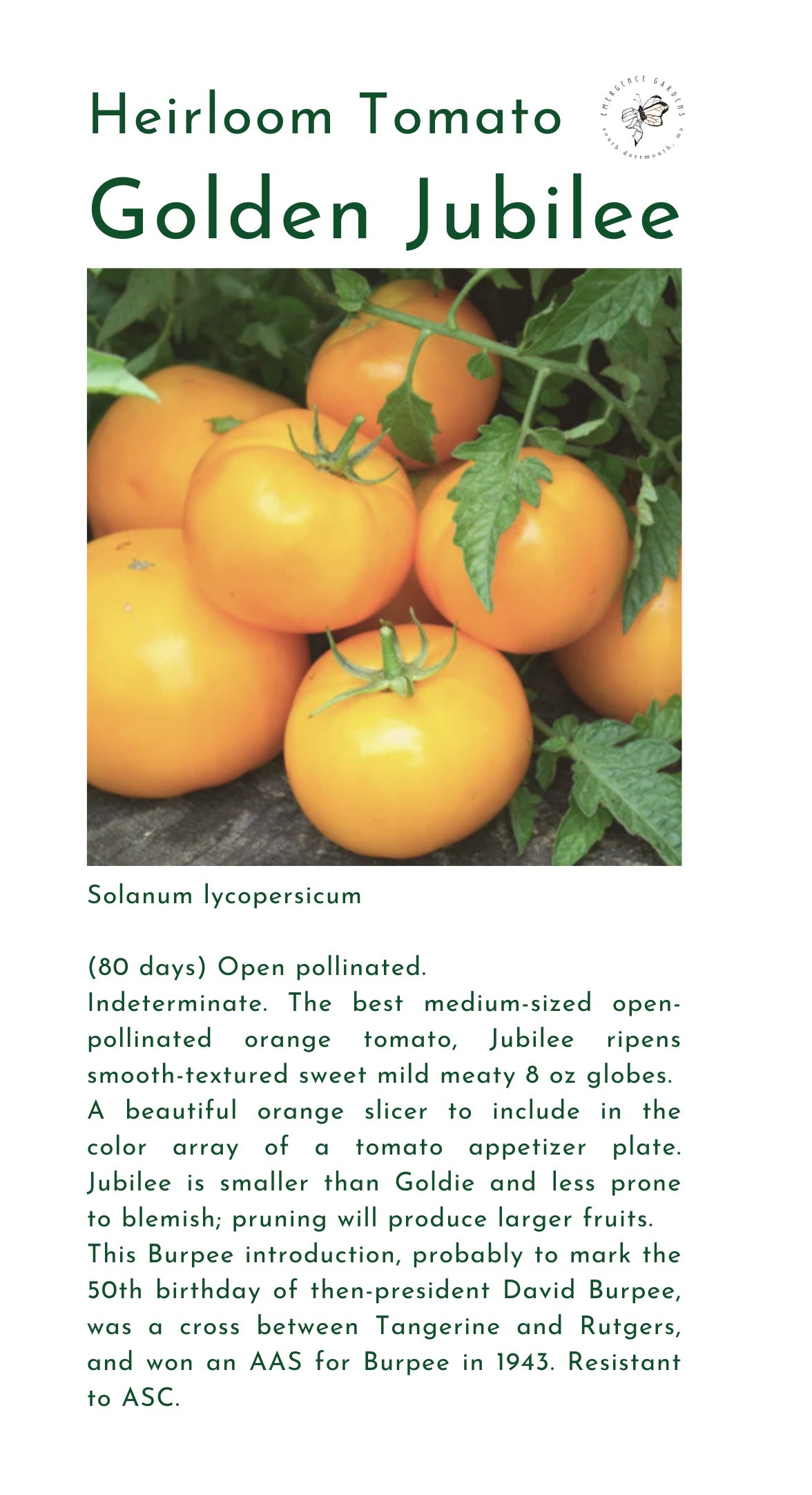 Seeds, Local, Golden Jubilee Tomato