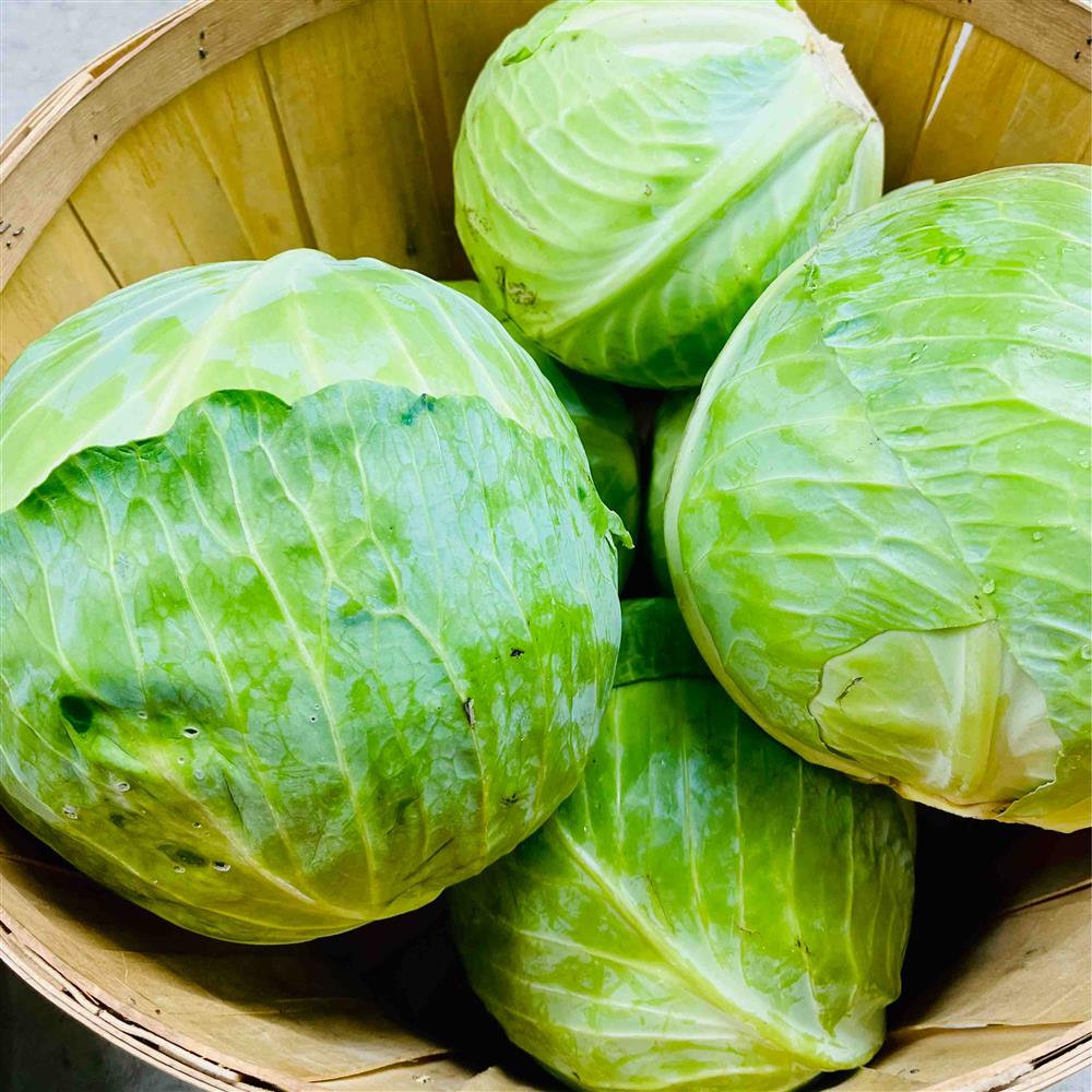 Green Cabbage- Organic