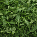 Arugula, Organic