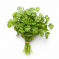 Cilantro, Organic