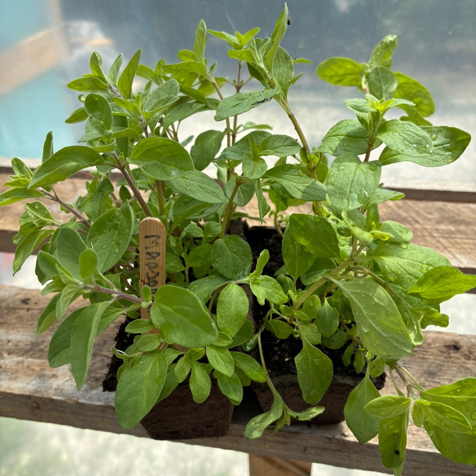 Garden Starts, Herbs, Sweet Marjoram