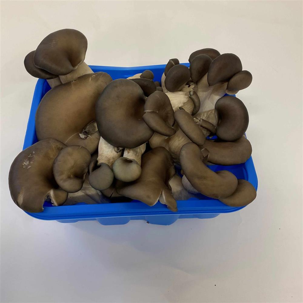 Blue Oyster Mushrooms
