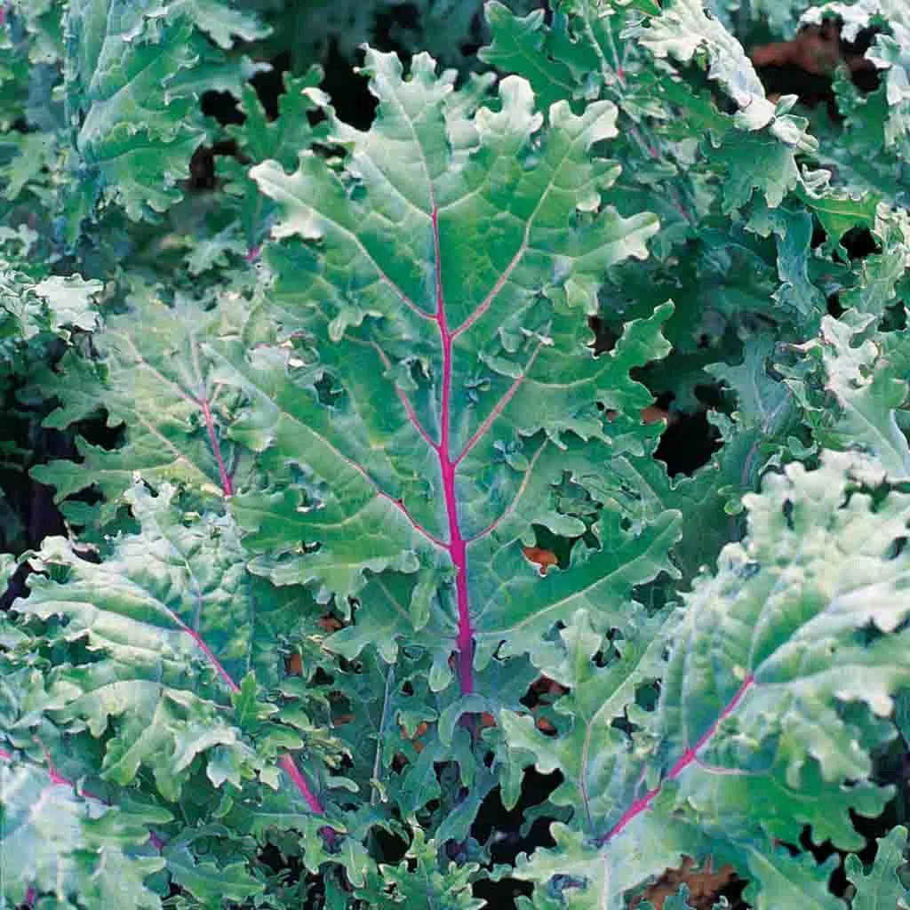 Red Russian Kale, Organic