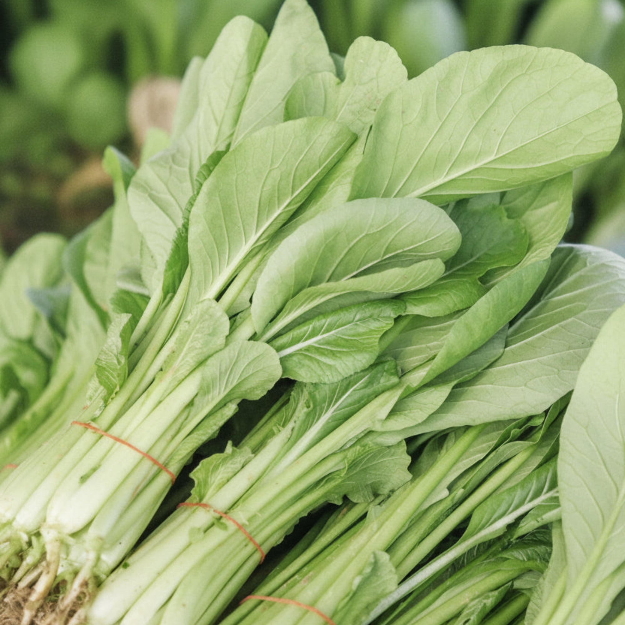 Komatsuna, Organic