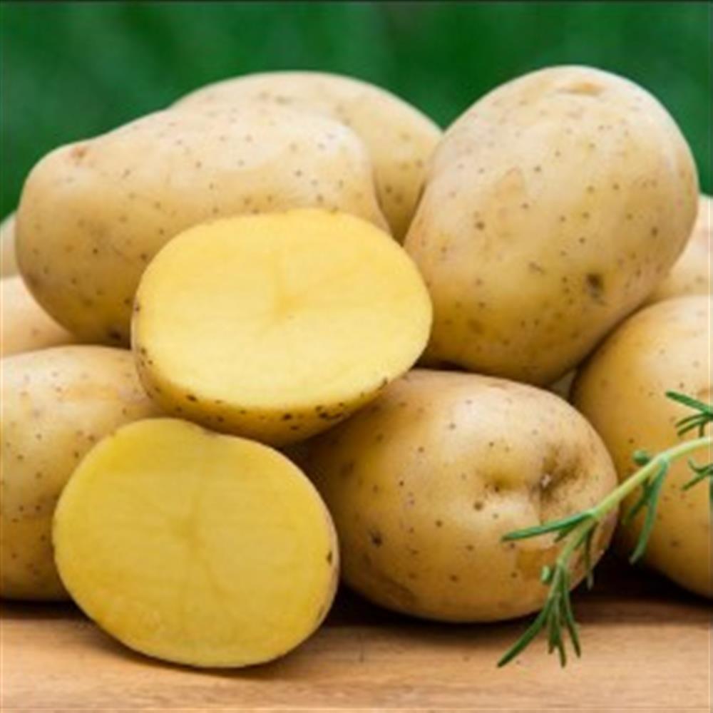 Yukon Gold Potatoes